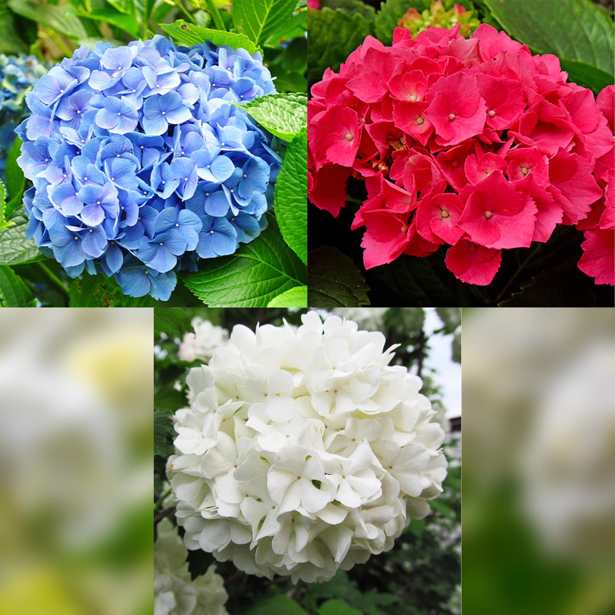 green-guardia-unsere-pflanzen-hortensie-tricolour-3er-set-17cm-topf image 2