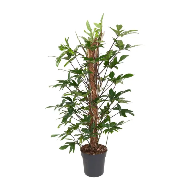 green-guardia-philodendron-pedatum-baumfreund-120-cm-24-cm-topf image 1
