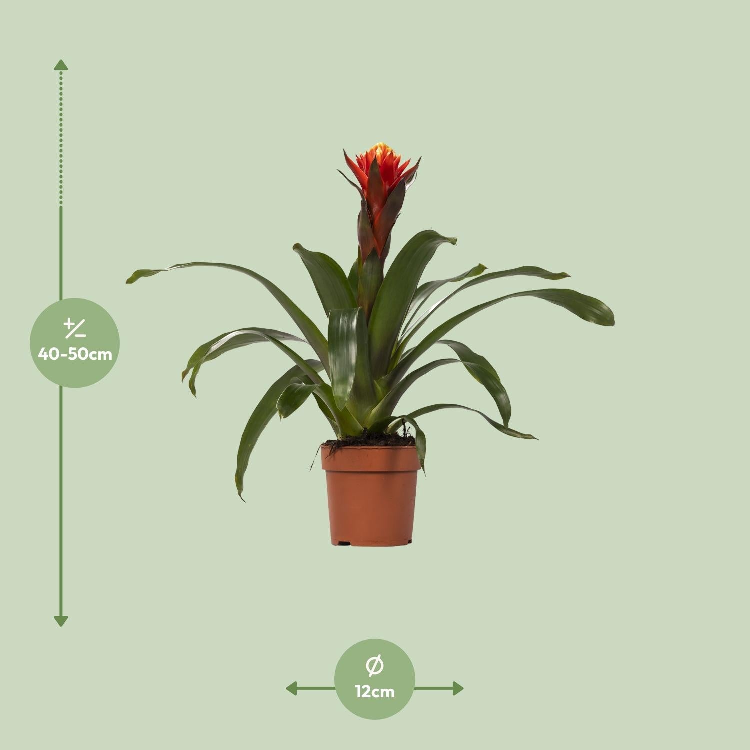 green-guardia-guzmania-bromelie-zimmerpflanze-12cm-topf-crown image 6