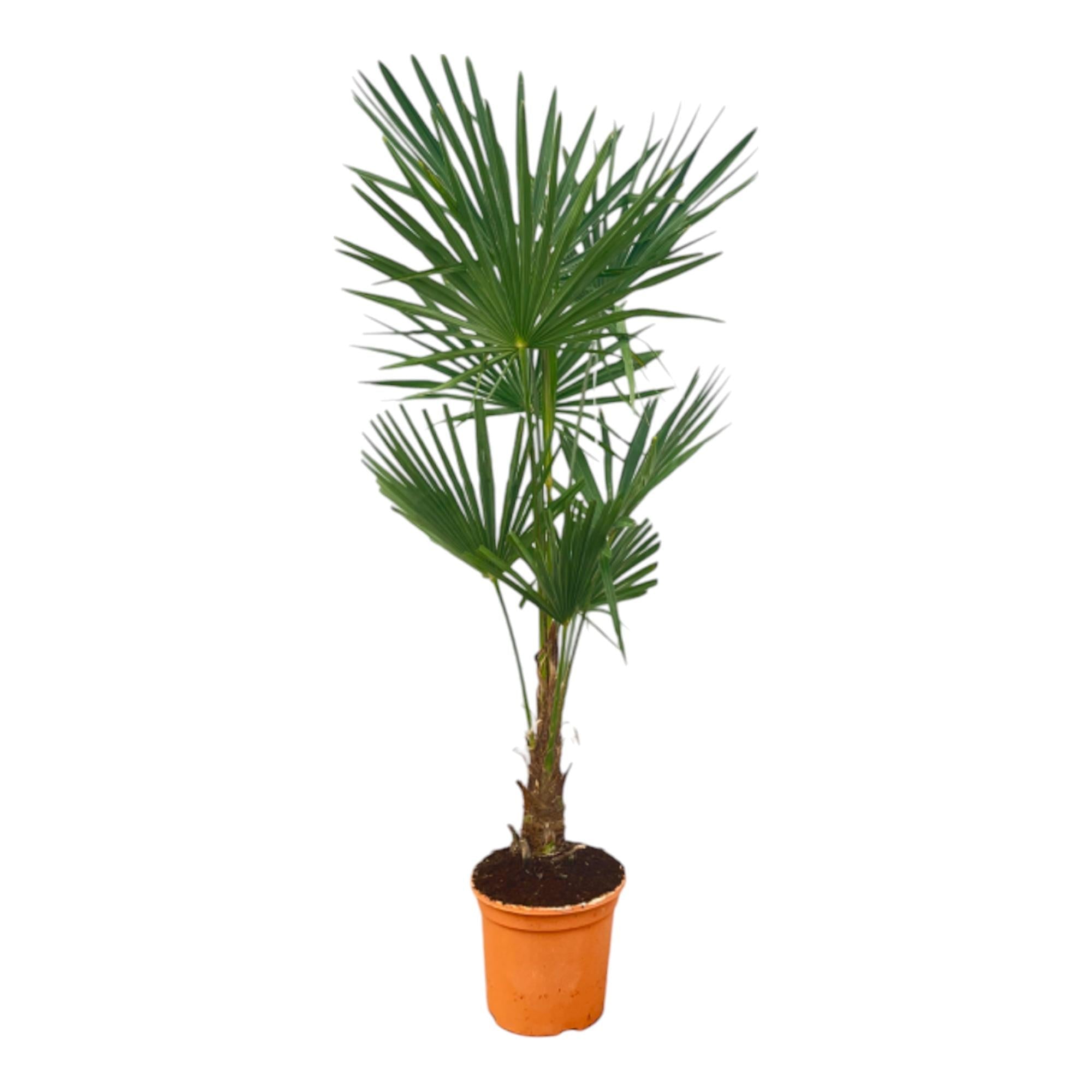 green-guardia-unsere-pflanzen-trachycarpus-hanfpalme-120-160cm-palme image 2