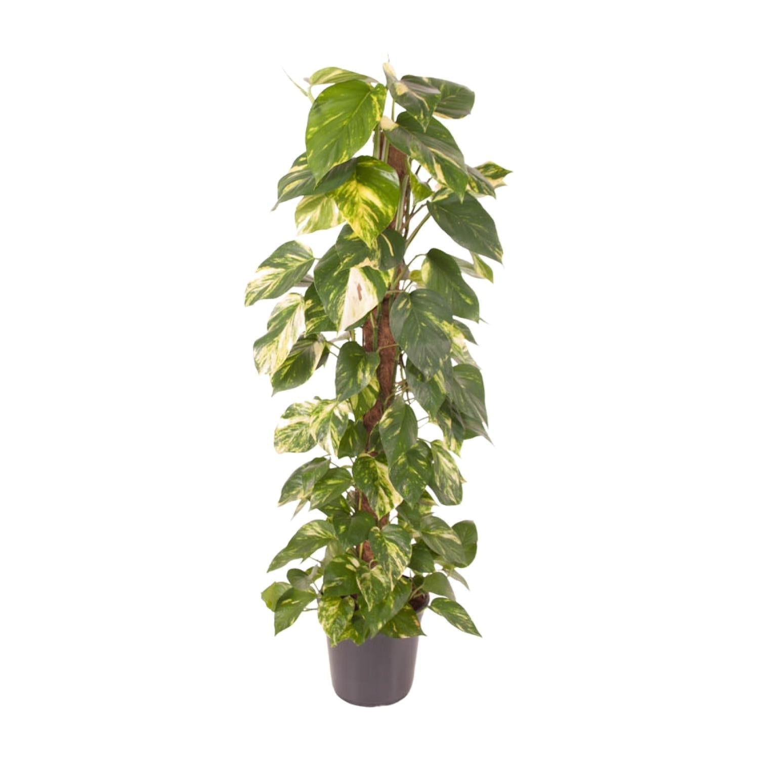 green-guardia-epipremnum-efeutute-zimmerpflanze-120cm-gro image 1