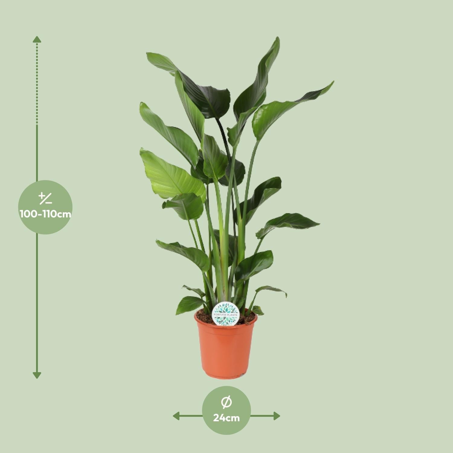 green-guardia-unsere-pflanzen-strelitzia-nicolai-zimmerpflanze-60cm-pflegeleicht image 5