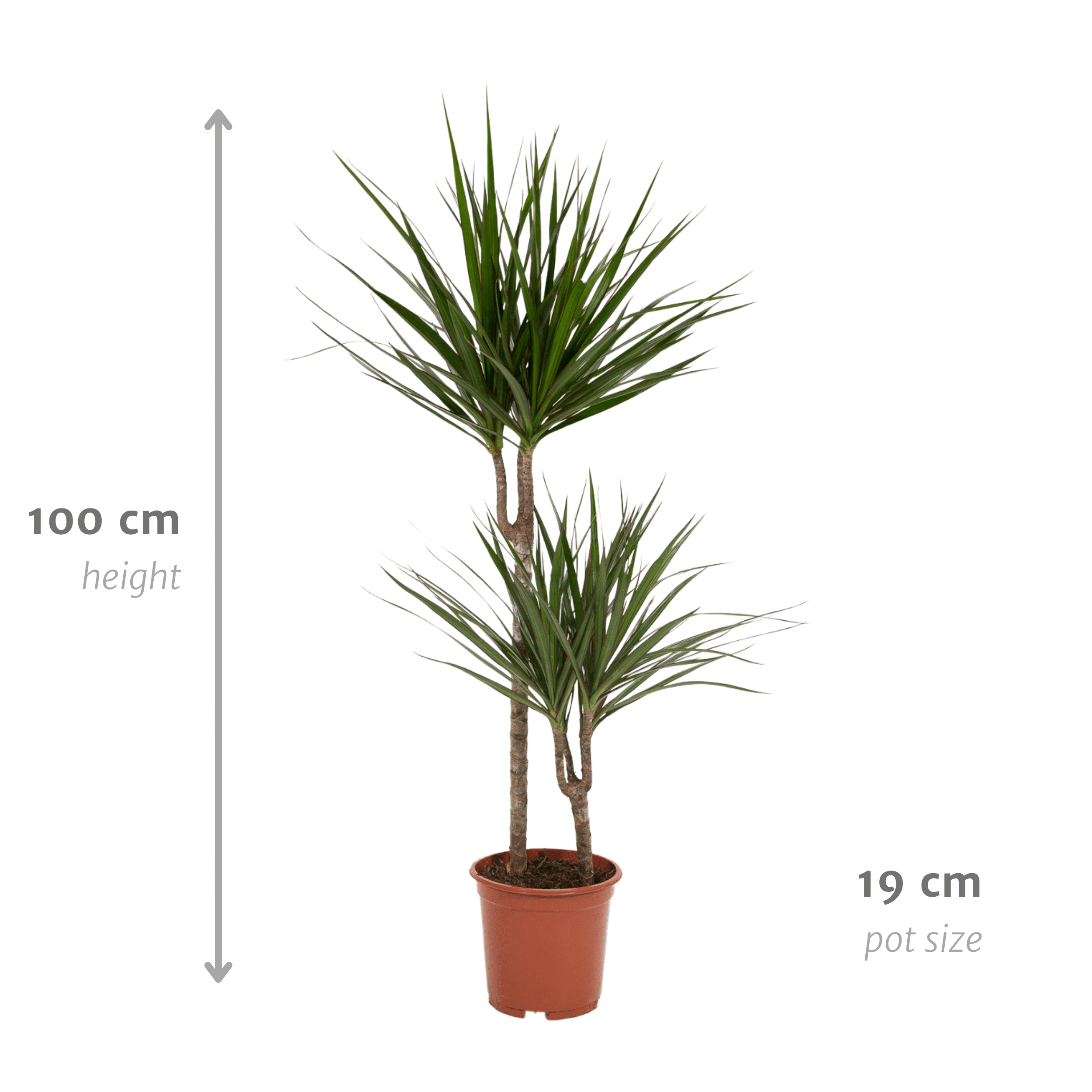 green-guardia-dracaena-marginata-drachenbaum-55-cm-pflegeleicht image 6