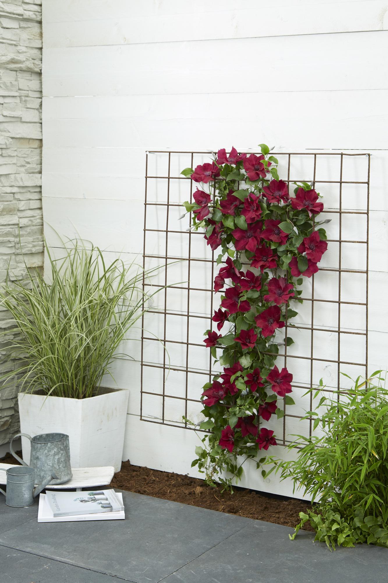 green-guardia-clematis-nubia-kletterpflanze-rot-15-cm-topf image 2