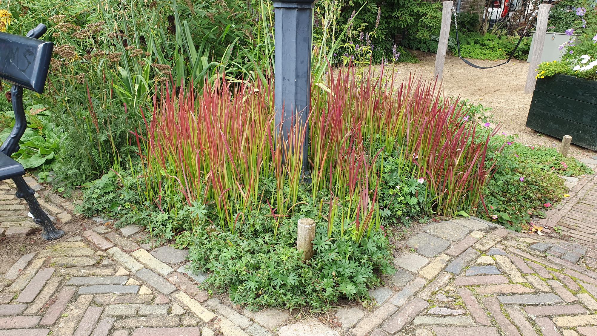 green-guardia-unsere-pflanzen-blutgras-red-baron-6x-rot-9-cm-topf image 6