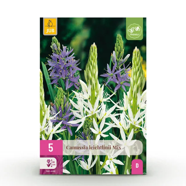 green-guardia-unsere-pflanzen-camassia-blumenzwiebeln-5-st-ck image 1