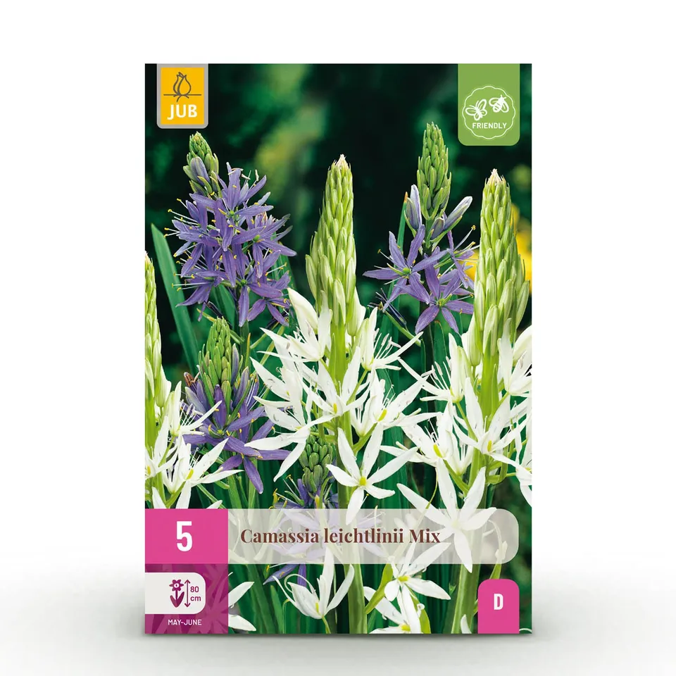 green-guardia-unsere-pflanzen-camassia-blumenzwiebeln-5-st-ck image 1