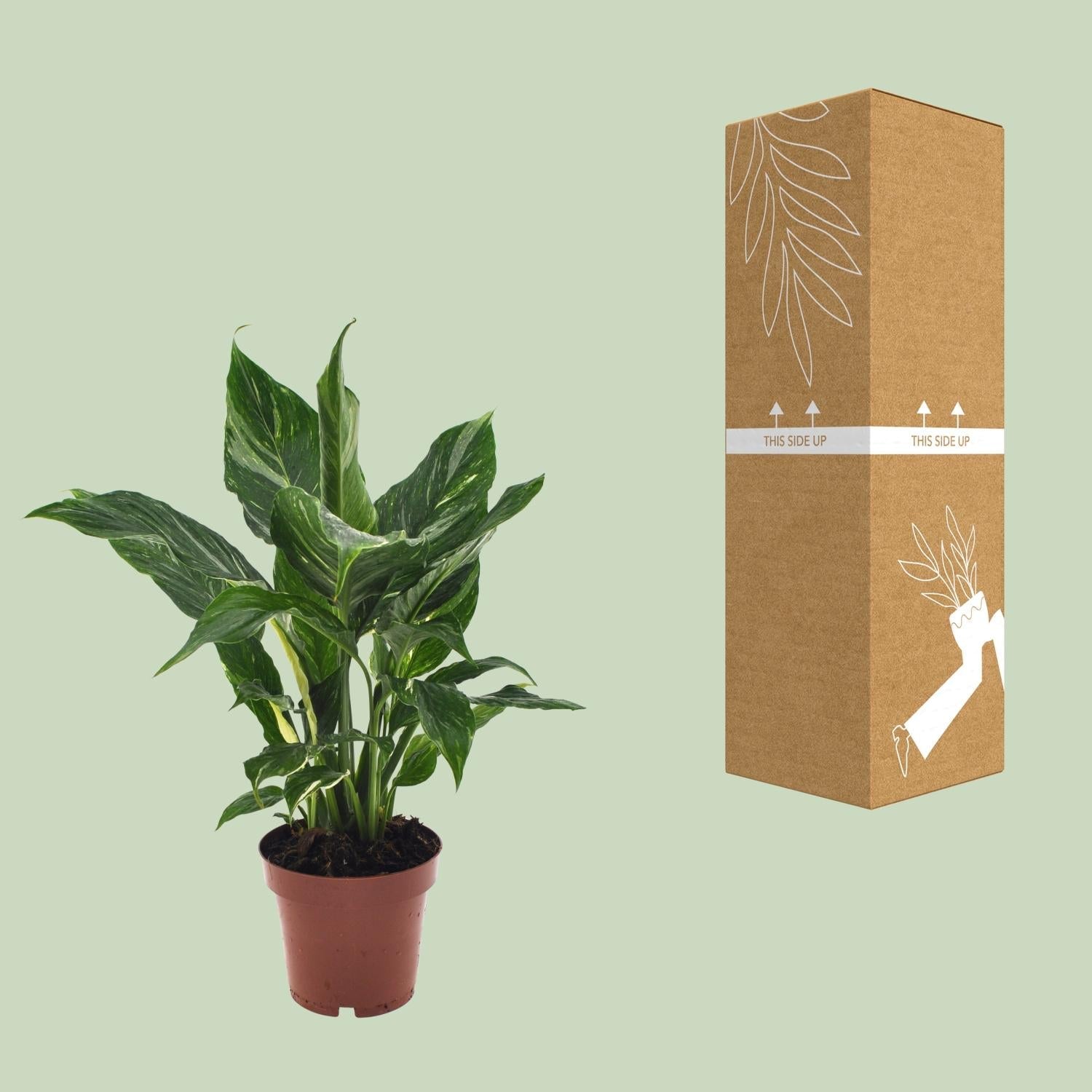 green-guardia-spathiphyllum-diamond-einblatt-12cm-40cm image 3