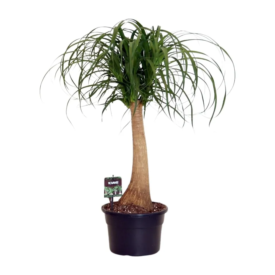 green-guardia-beaucarnea-nolina-elefantenfu-80-cm-pflegeleicht image 1