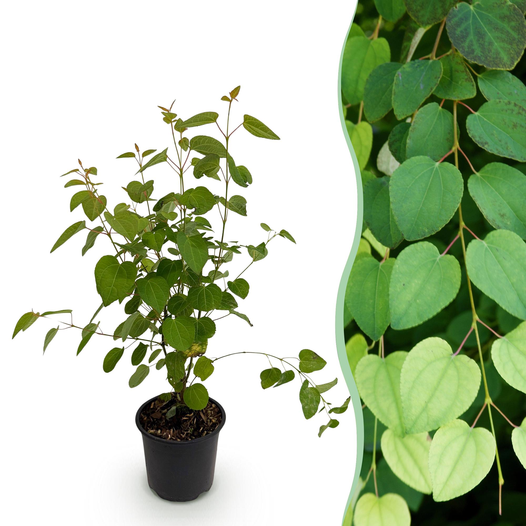 green-guardia-unsere-pflanzen-cercidiphyllum-zierstrauch-12cm image 1