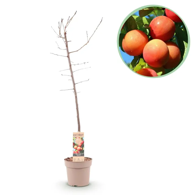 green-guardia-unsere-pflanzen-victoria-pflaumenbaum-21-cm-topf-90-cm image 1