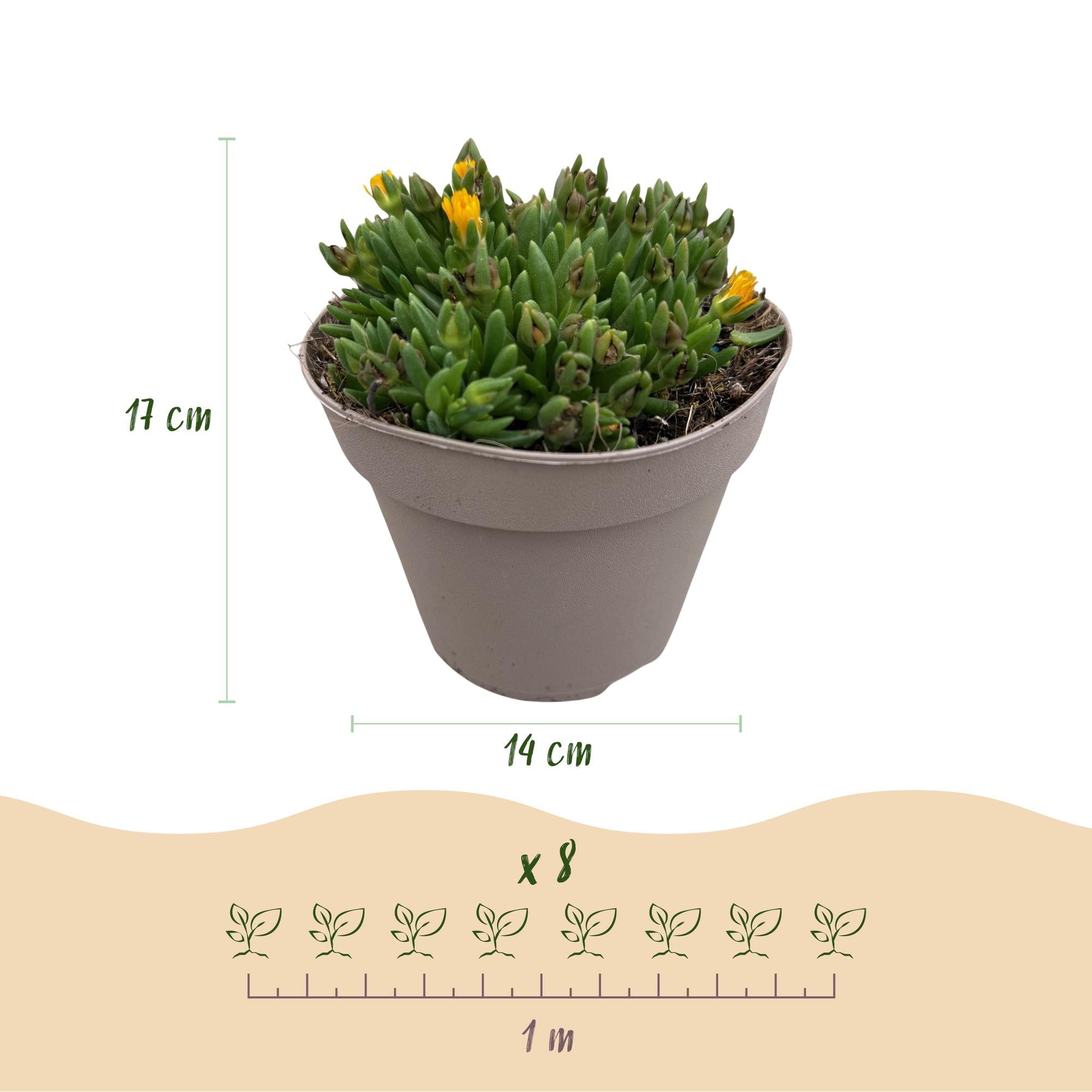 green-guardia-delosperma-bodendecker-4-pflanzen-mix image 2