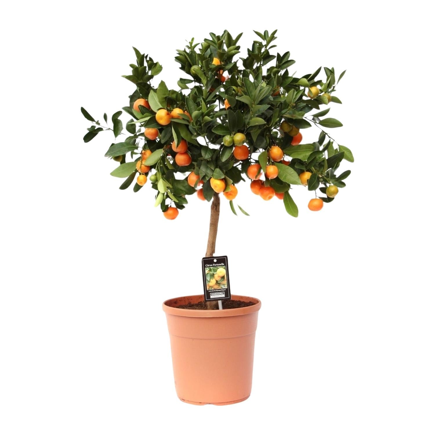 green-guardia-unsere-pflanzen-calamondinorange-zitruspflanze-15cm-40cm image 1