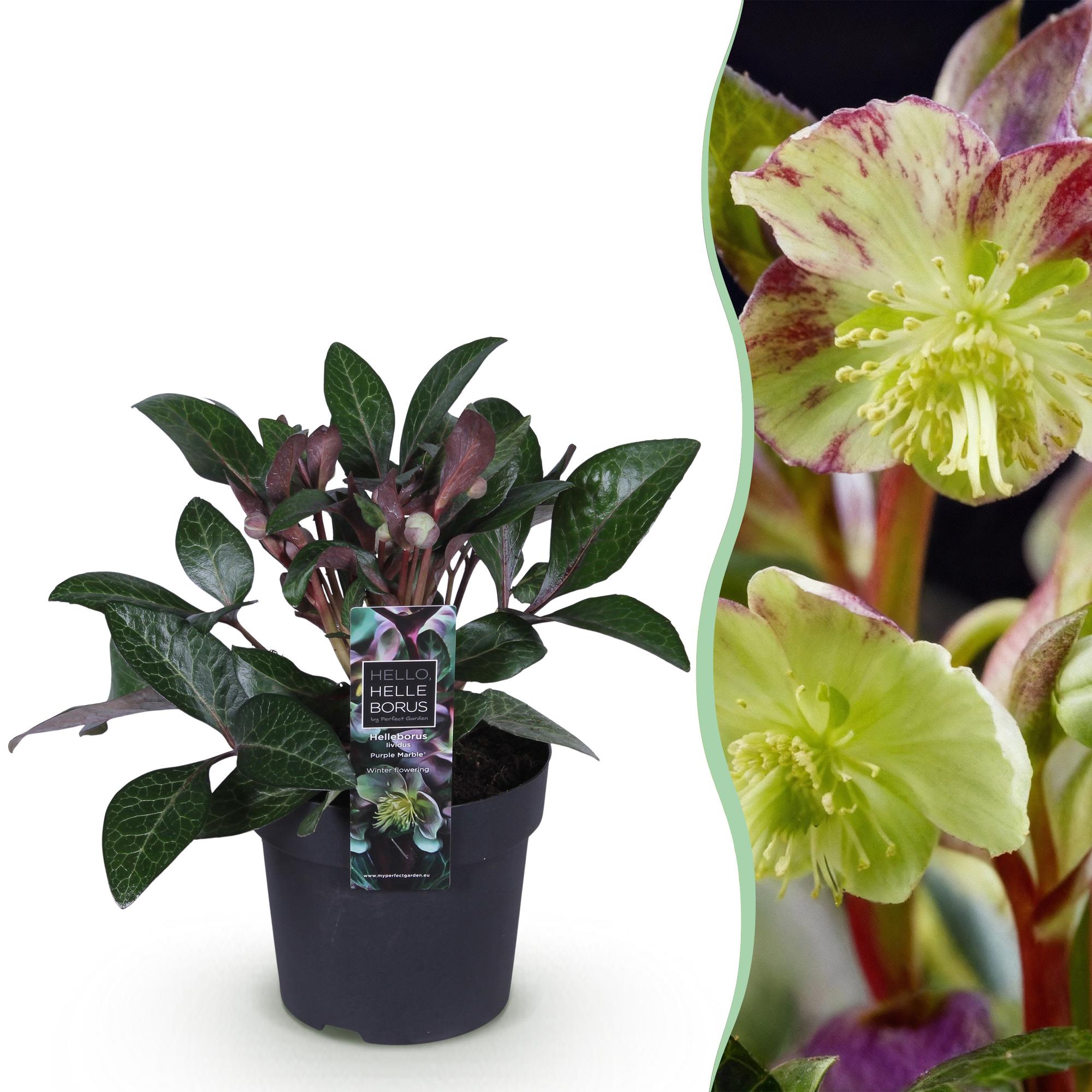 green-guardia-purple-marble-helleborus-lila-1x-pflanze image 1