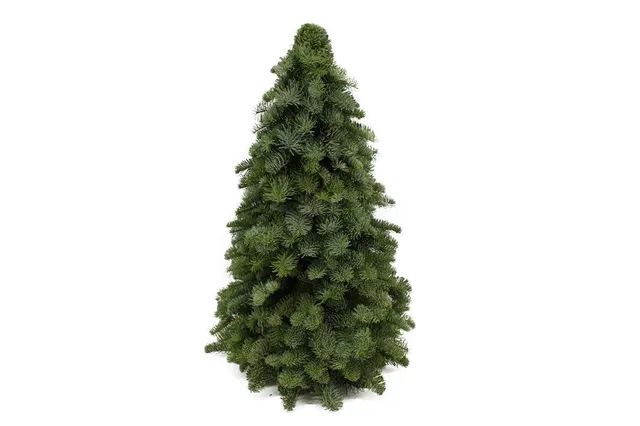 green-guardia-unsere-pflanzen-nobilis-tanne-mini-weihnachtsbaum-30-60cm image 1