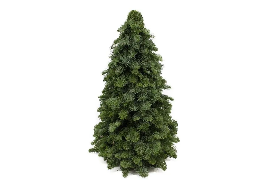 green-guardia-unsere-pflanzen-nobilis-tanne-mini-weihnachtsbaum-30-60cm image 1