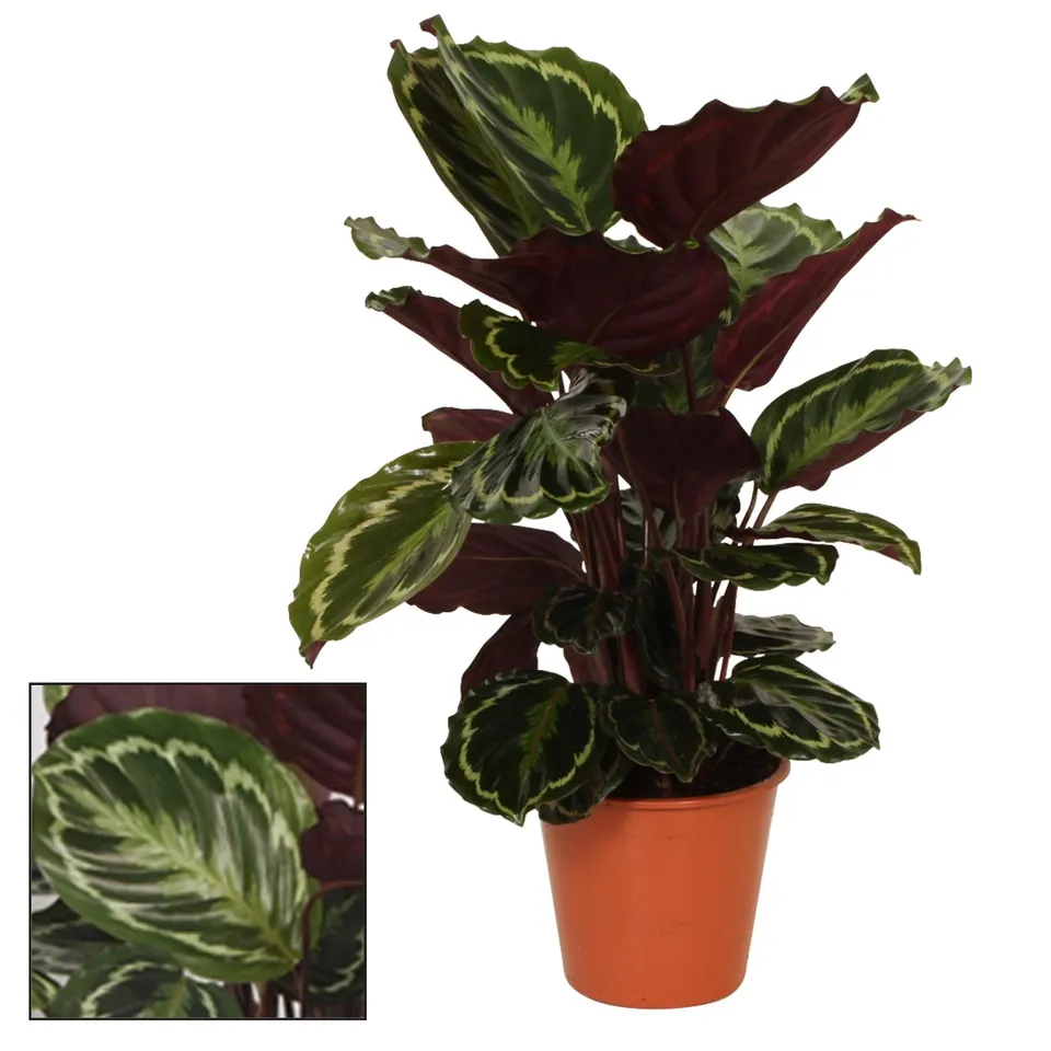 green-guardia-calathea-medaillon-korbmarante-75cm-zimmerpflanze image 1
