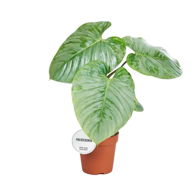 green-guardia-unsere-pflanzen-philodendron-sodiroi-15cm-topf-45cm image 1