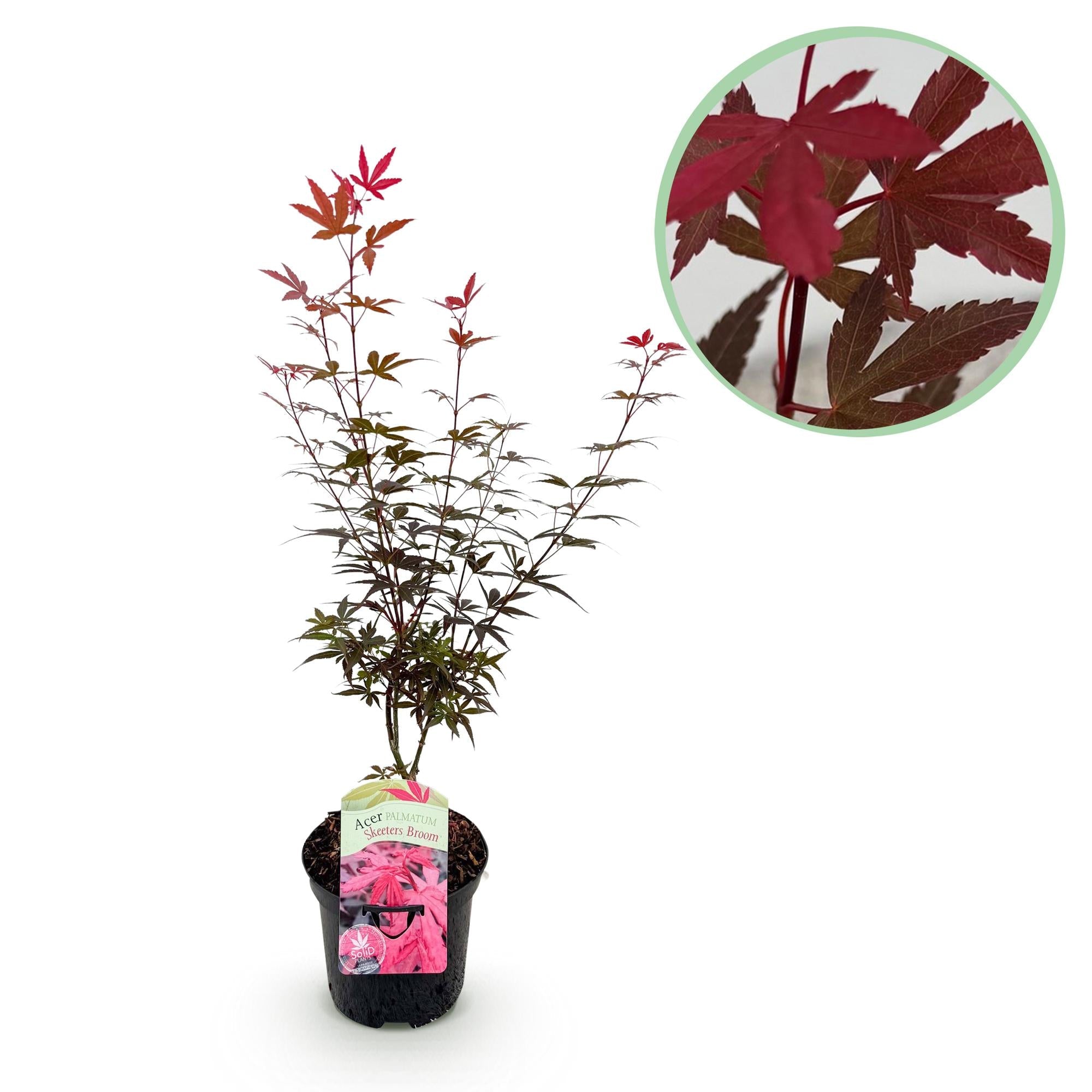 green-guardia-unsere-pflanzen-japanischer-ahorn-skeeter-s-broom-70cm image 1