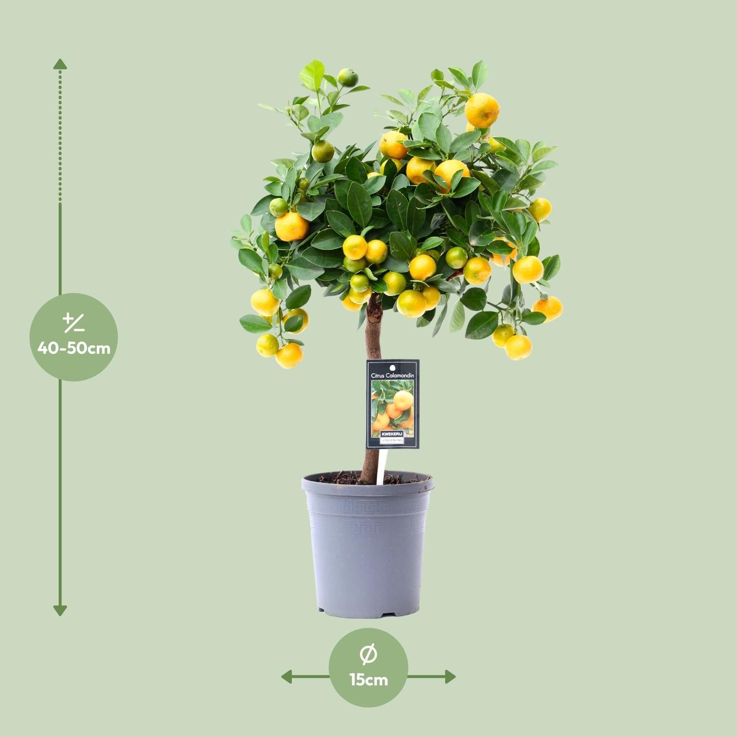 green-guardia-unsere-pflanzen-calamondinorange-zitruspflanze-15cm-40cm image 4