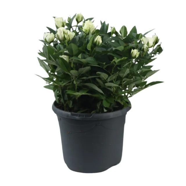 green-guardia-unsere-pflanzen-jewel-patio-white-rose-17-cm-wei image 1