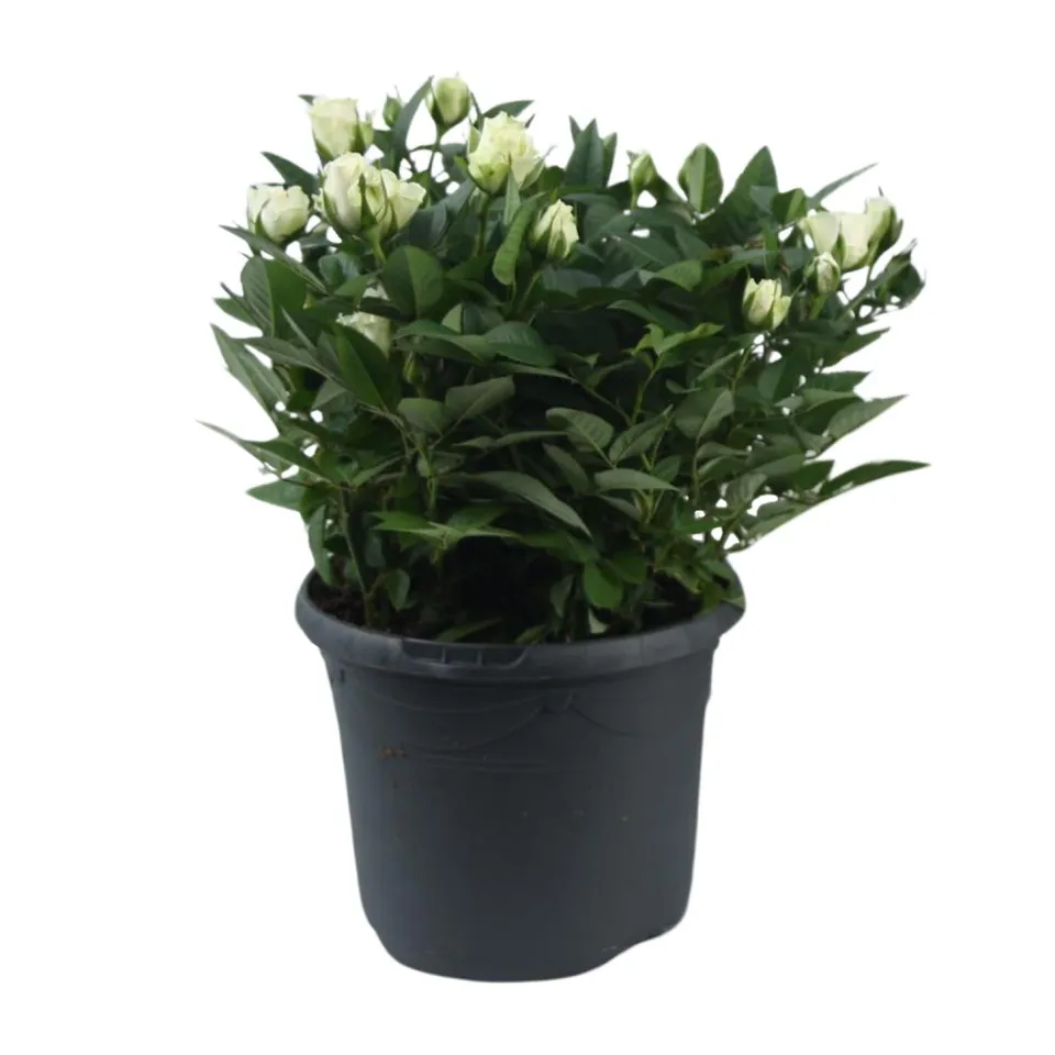 green-guardia-unsere-pflanzen-jewel-patio-white-rose-17-cm-wei image 1