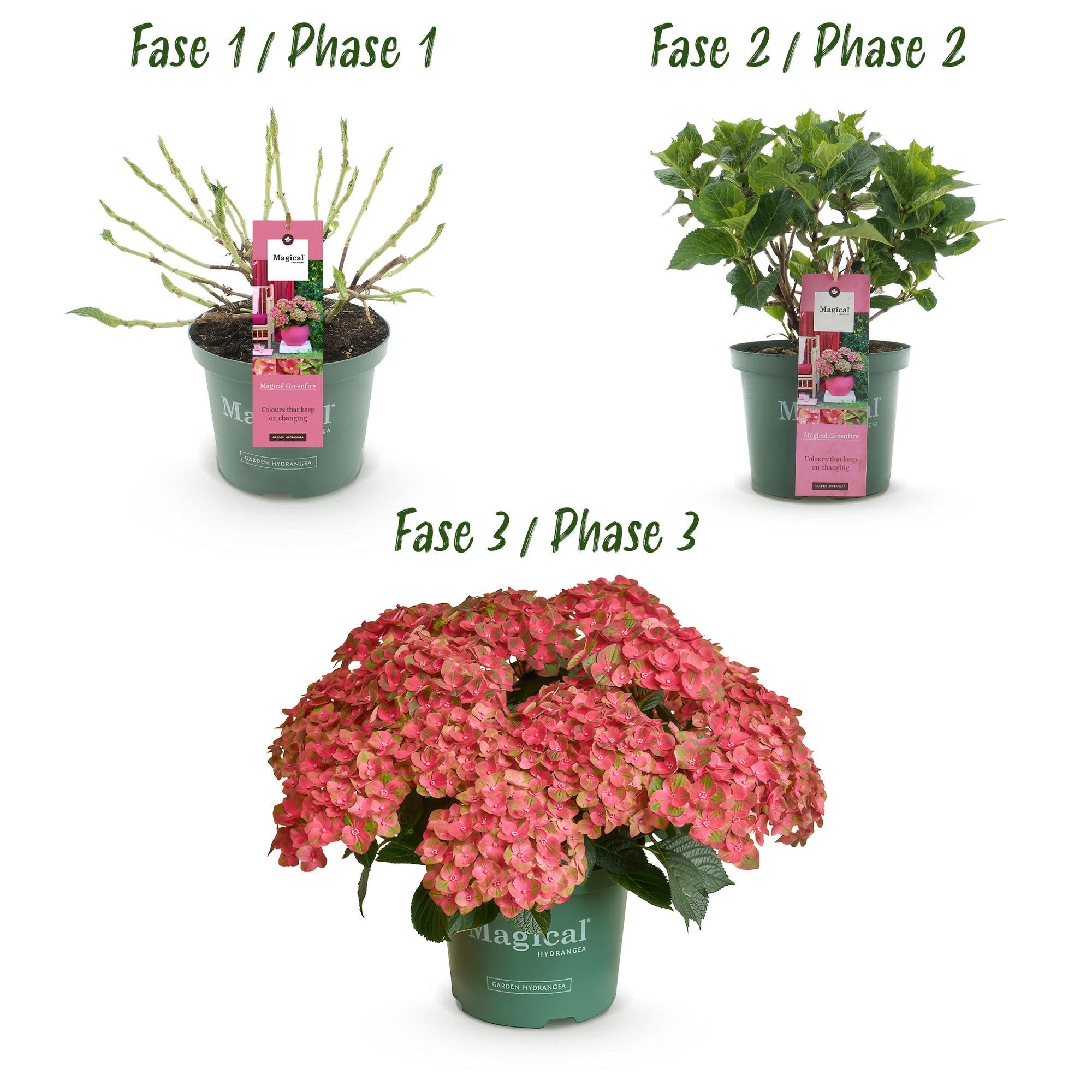 green-guardia-unsere-pflanzen-hortensie-magical-green-fire-55cm image 3