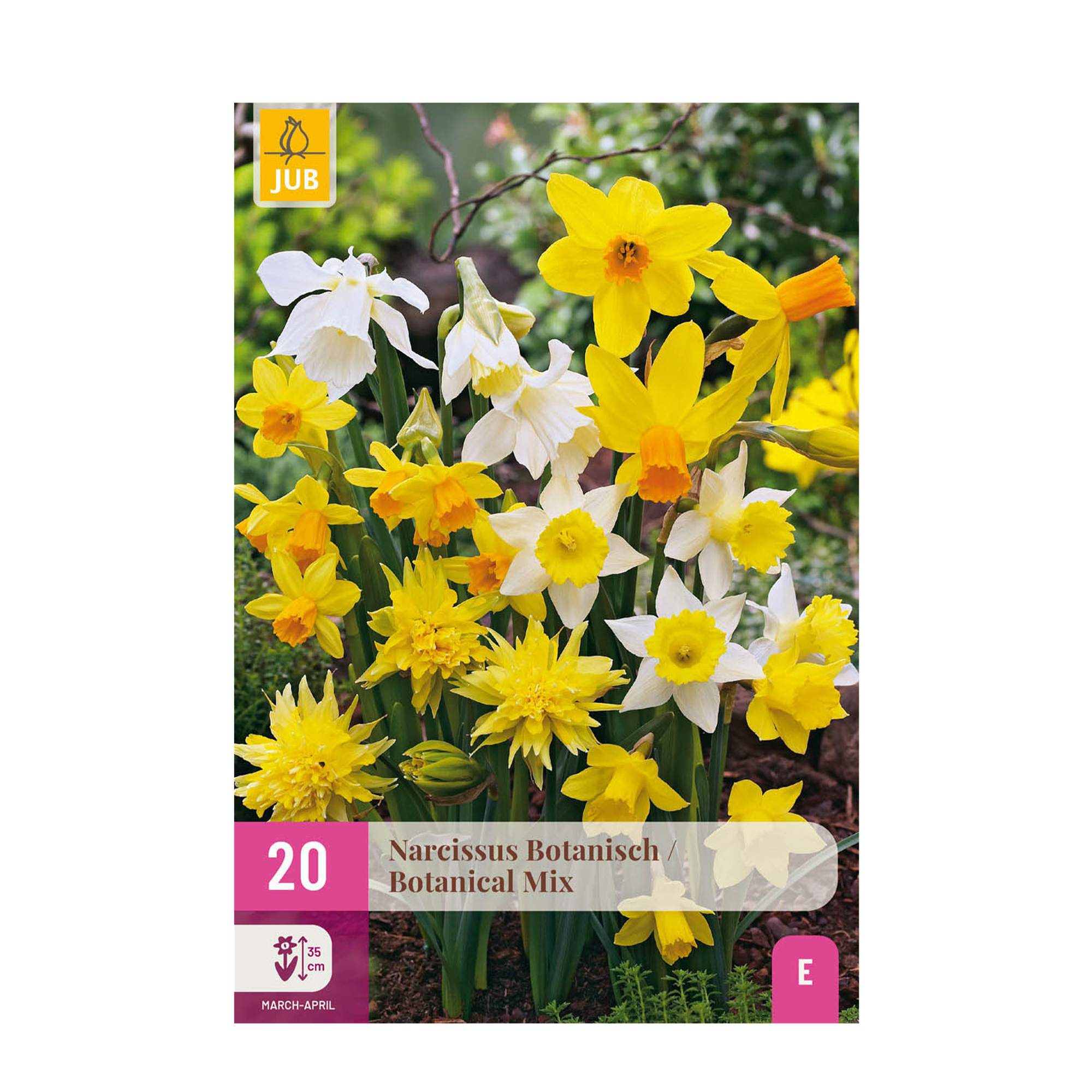 green-guardia-narcissus-botanical-mix-blumenzwiebeln-20-st-ck image 1