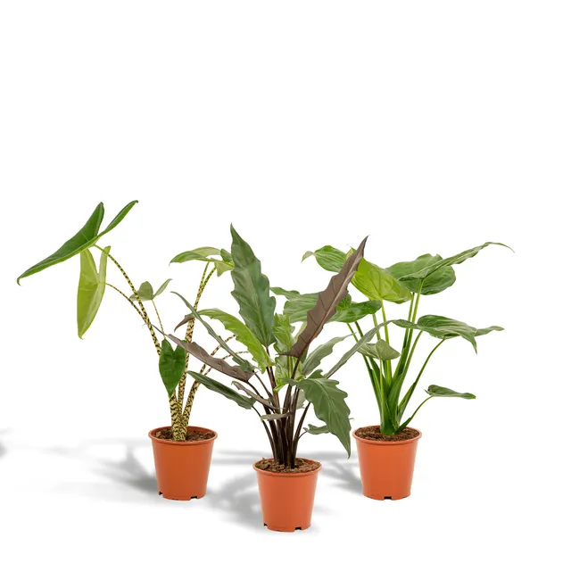 green-guardia-alocasia-zebrina-zimmerpflanze-19cm-3er-set image 1