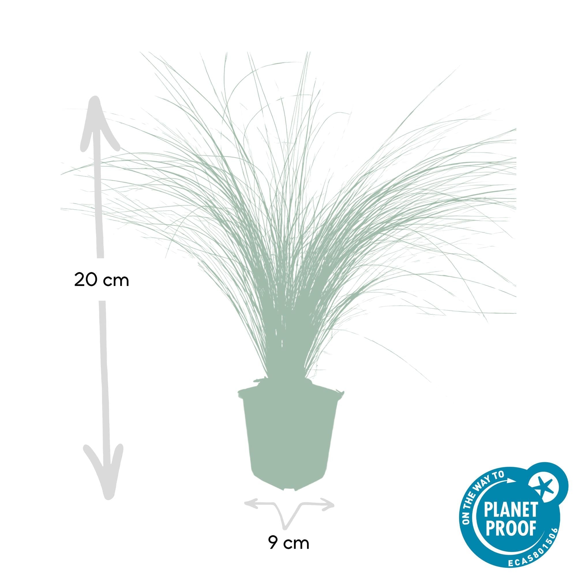 green-guardia-unsere-pflanzen-stipa-ponytails-ziergras-9cm-topf image 2