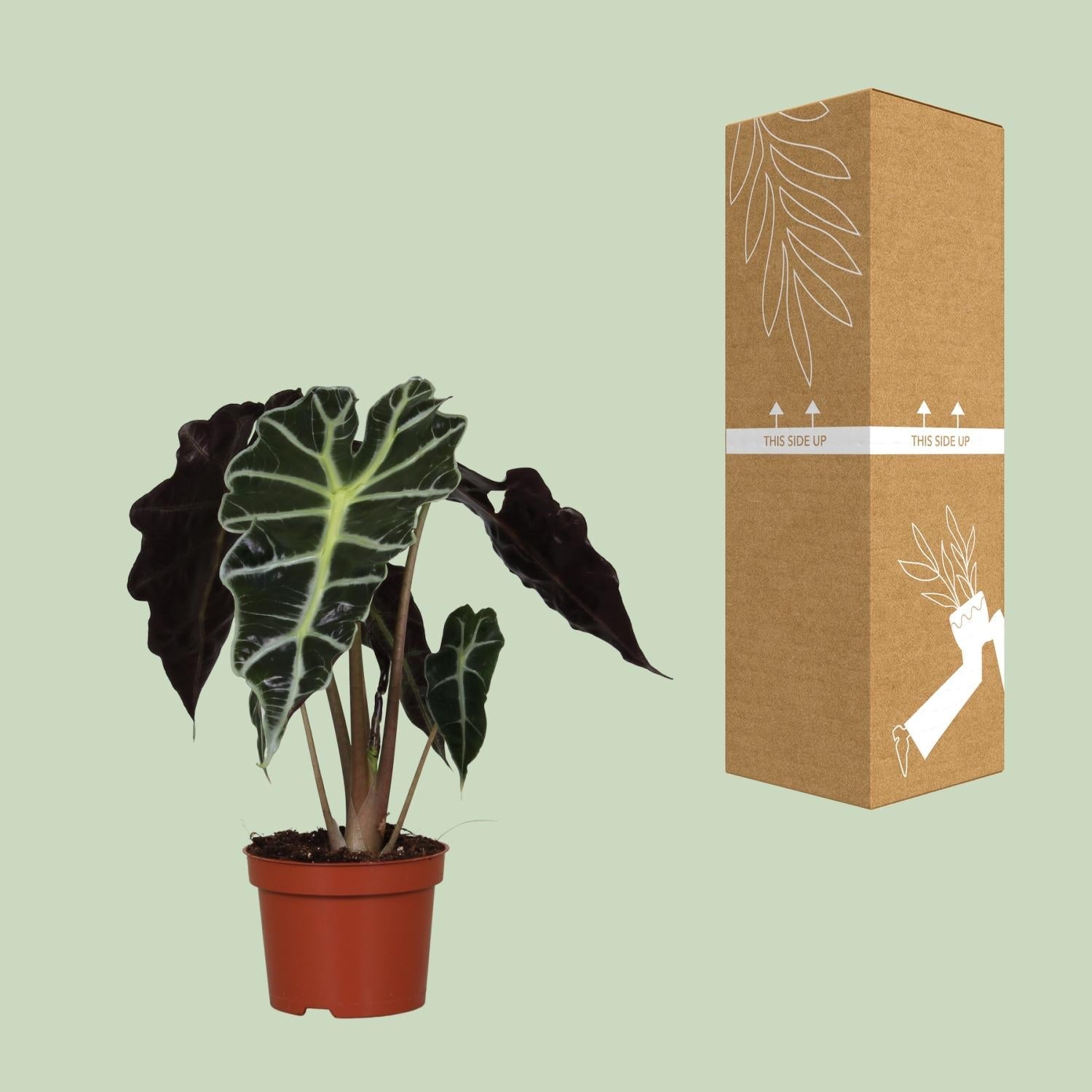 green-guardia-alocasia-polly-elefantenohr-12-cm-topf image 3