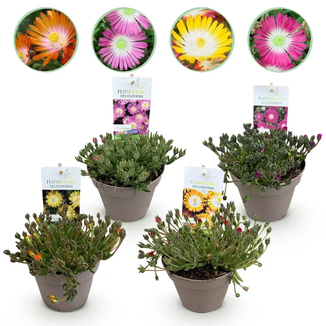 green-guardia-delosperma-jewel-of-dessert-bodendecker-4-pflanzen image 1