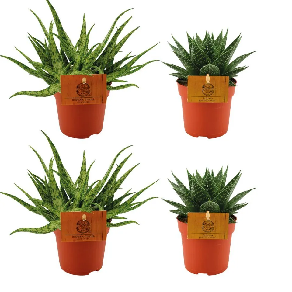 green-guardia-unsere-pflanzen-aloe-spider-gasteria-aurora-sukkulenten-4er image 1