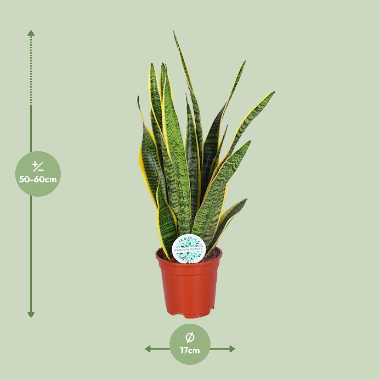 green-guardia-sansevieria-trifasciata-laurentii-zimmerpflanze-40cm-pflegeleicht image 4