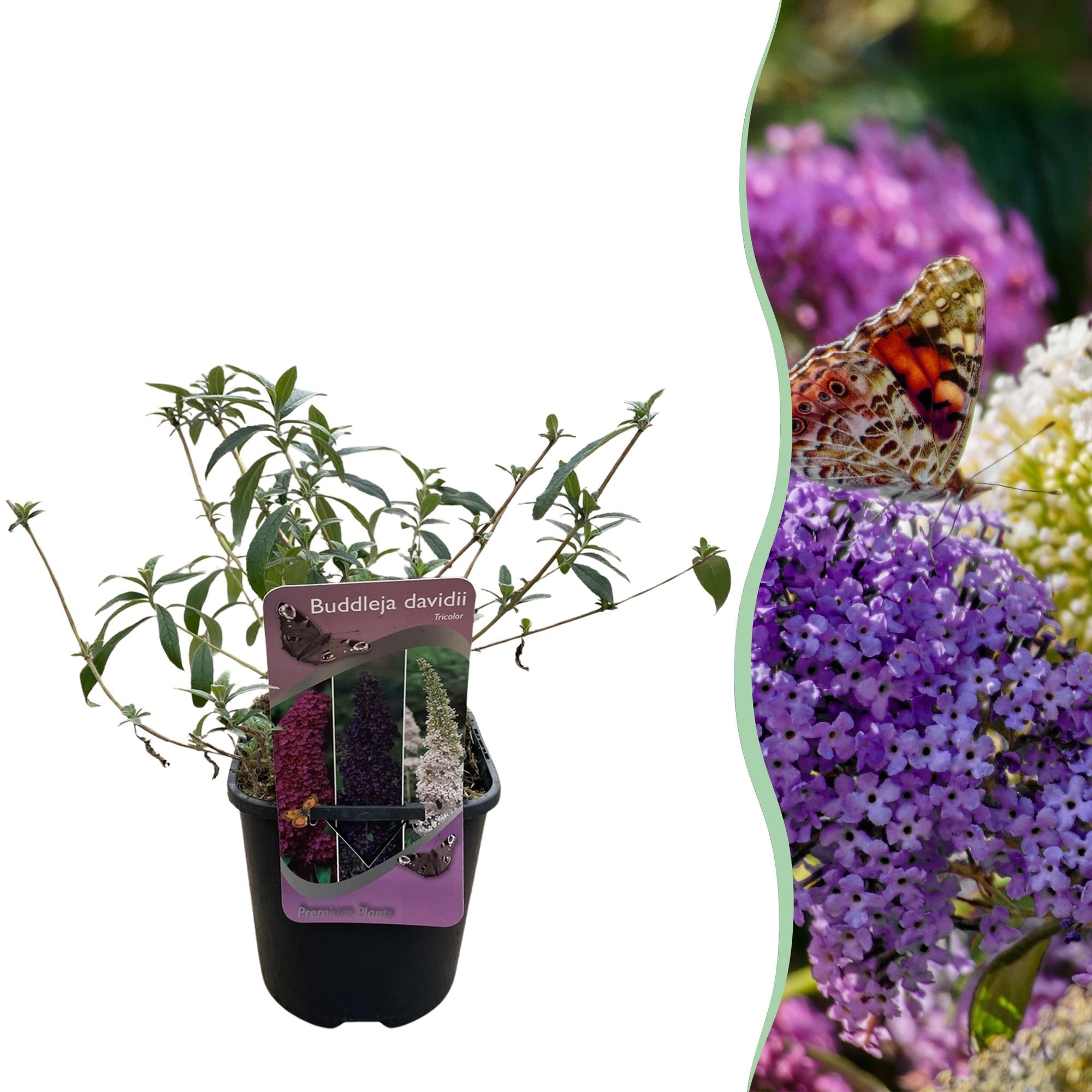 green-guardia-unsere-pflanzen-buddleja-tricolour-strauch-17cm-topf image 1