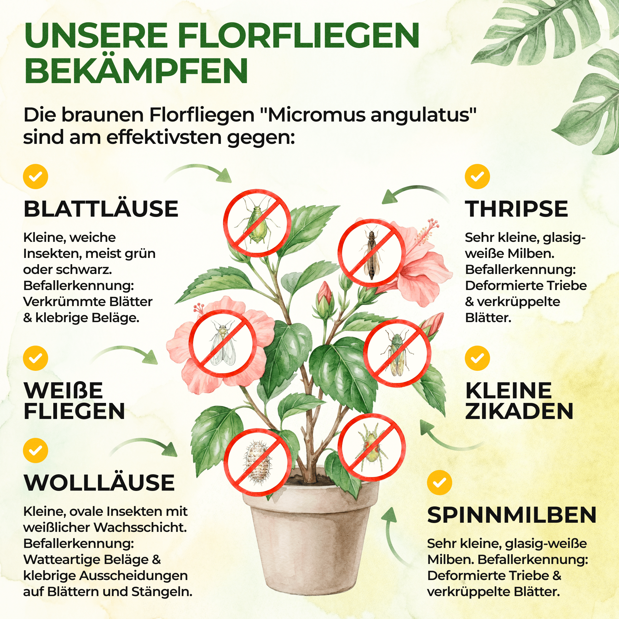 green-guardia-florfliegenlarven-braune-florfliegen-n-tzlinge-1x image 2