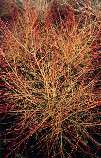 green-guardia-annys-winter-orange-hartriegel-6-pflanzen image 6