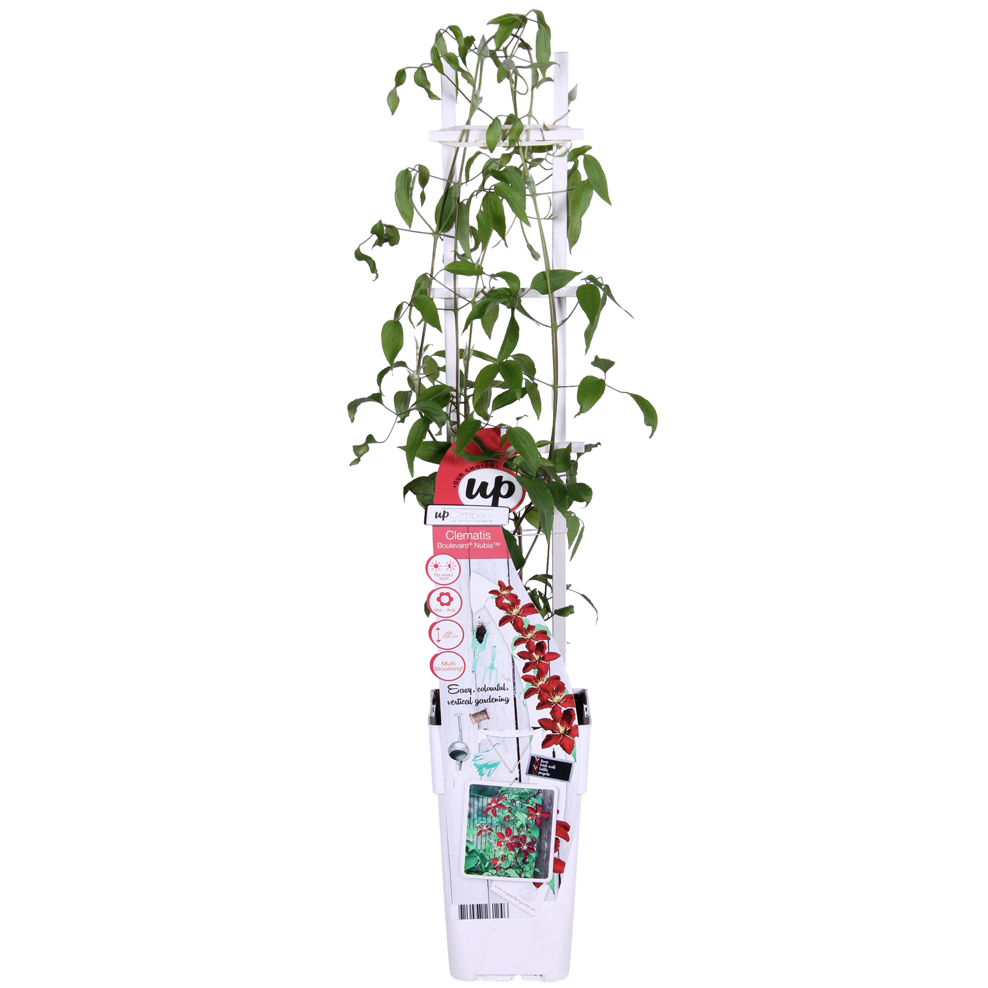 green-guardia-clematis-nubia-kletterpflanze-rot-15-cm-topf image 6
