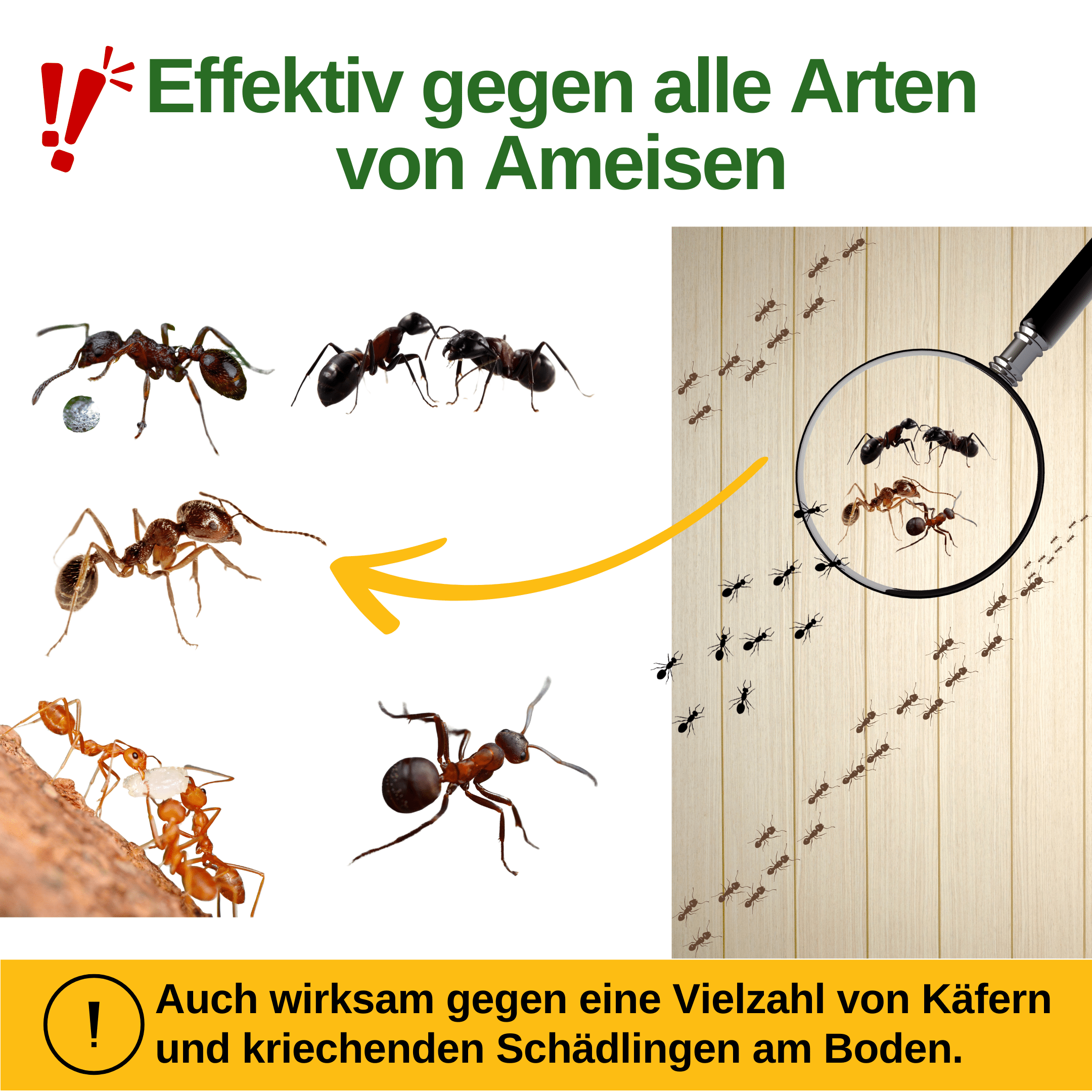 green-guardia-mehrweg-fallen-ameisen-falle-1-falle-kunststoff image 2