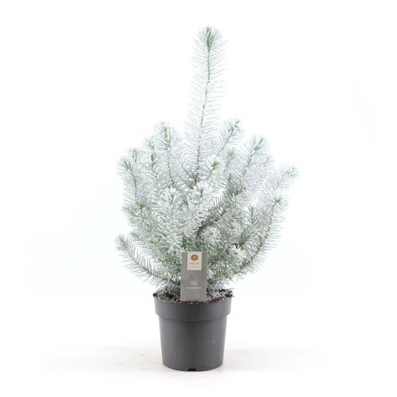 green-guardia-unsere-pflanzen-pinus-pinea-silver-crest-snow-50cm image 1