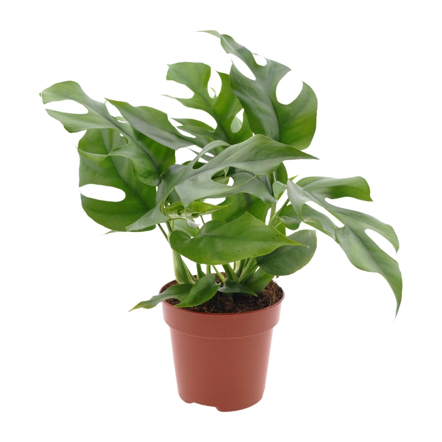 green-guardia-unsere-pflanzen-monstera-minima-zimmerpflanze-25cm-pflegeleicht image 1