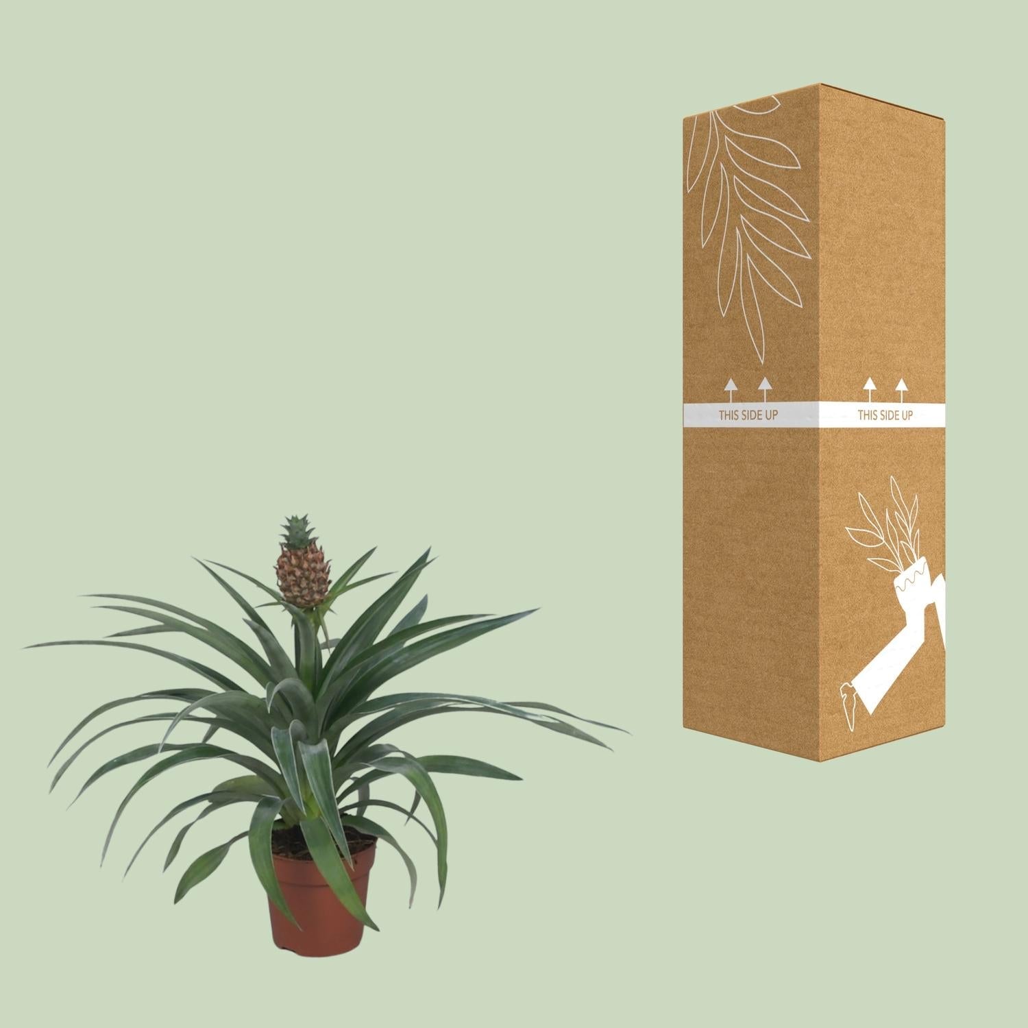 green-guardia-ananas-mi-amigo-12cm-topf-zierananas-40cm image 3