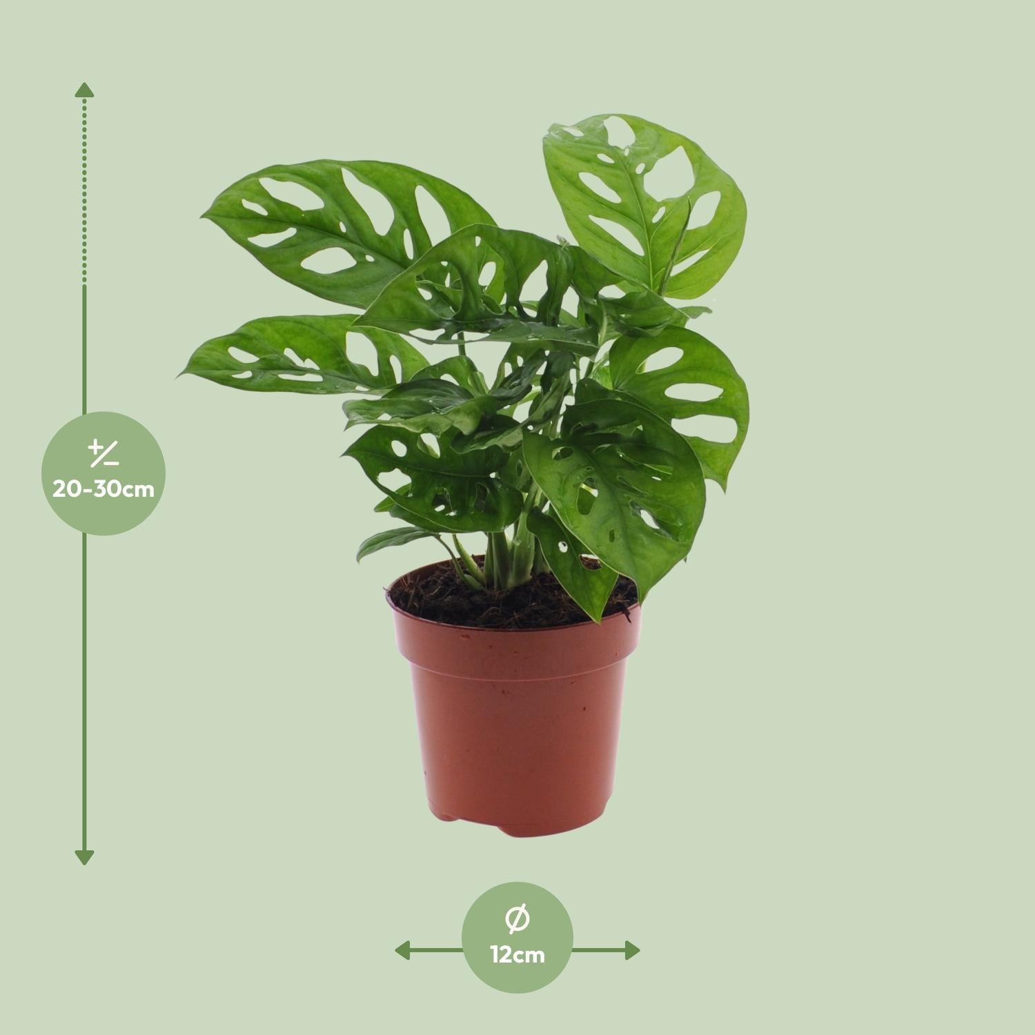 green-guardia-unsere-pflanzen-monstera-monkey-leaf-zimmerpflanze-12cm-30cm-pfleg image 5