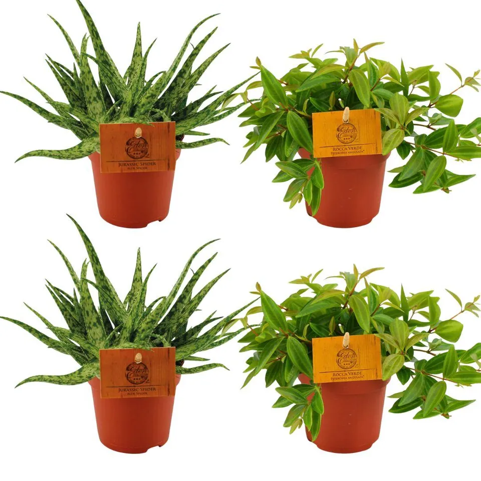 green-guardia-pflanzen-aloe-spider-peperomia-set-4x-10-5cm image 1