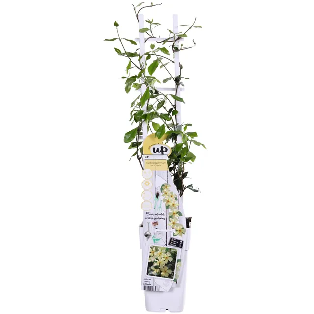 green-guardia-star-of-toscana-jasmin-pflanze-15cm-topf-gelb image 1