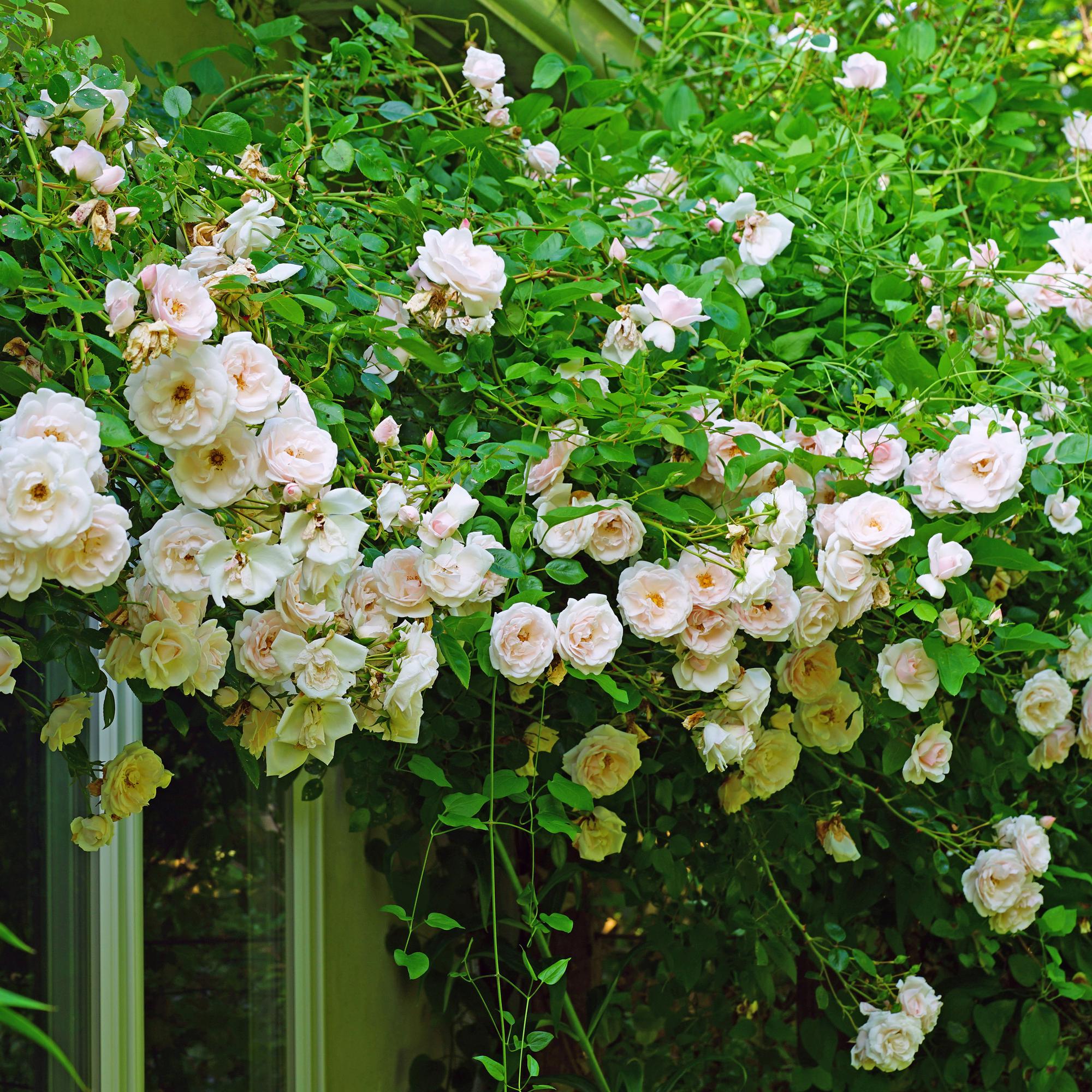 green-guardia-new-dawn-kletterrose-hellrosa-2-pflanzen-40-cm image 5