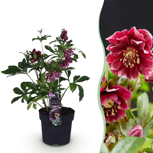 green-guardia-unsere-pflanzen-helleborus-double-ellen-red-christrose-rot-1-pflan image 1