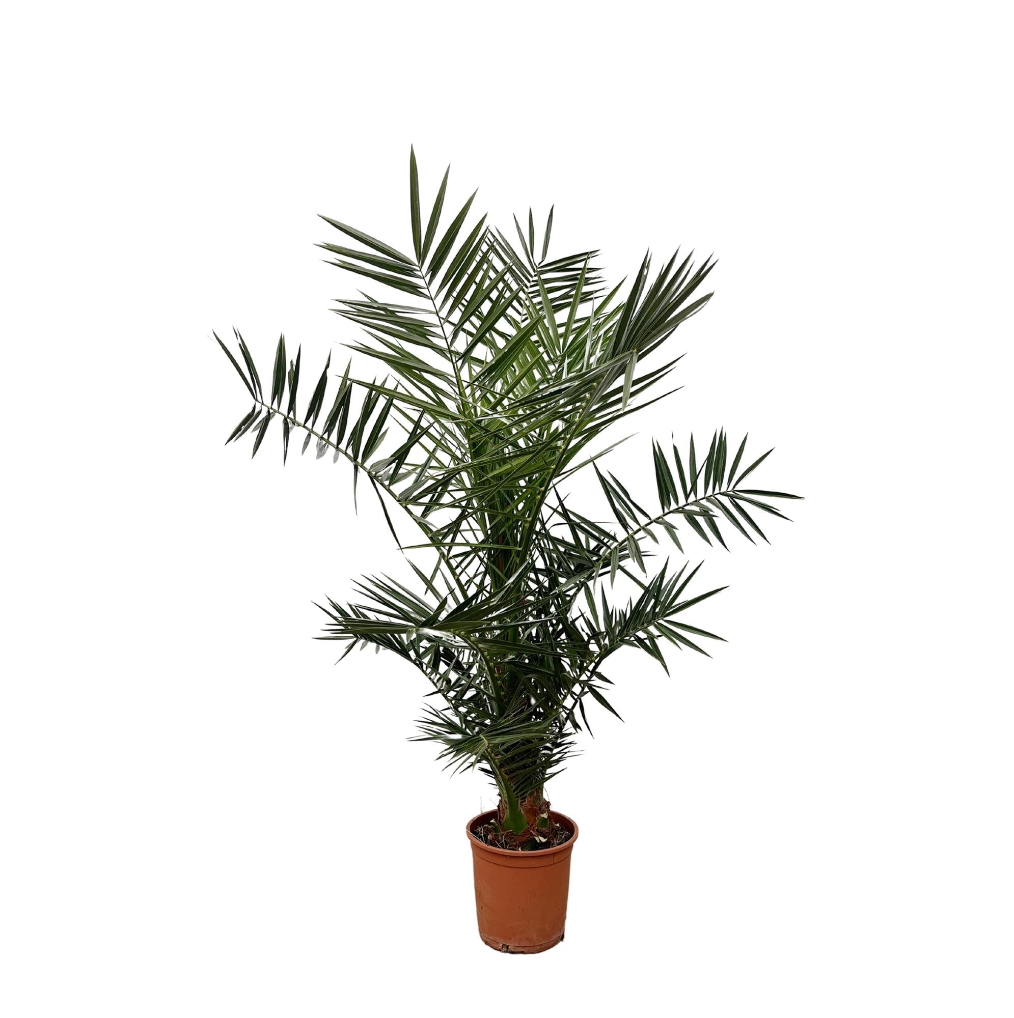 green-guardia-unsere-pflanzen-phoenix-canariensis-palme-140-cm-21-cm-topf image 1
