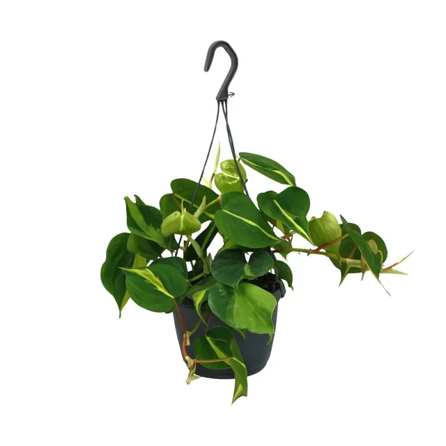 green-guardia-philodendron-scandens-brasil-zimmerpflanze-12cm-pflegeleicht image 1