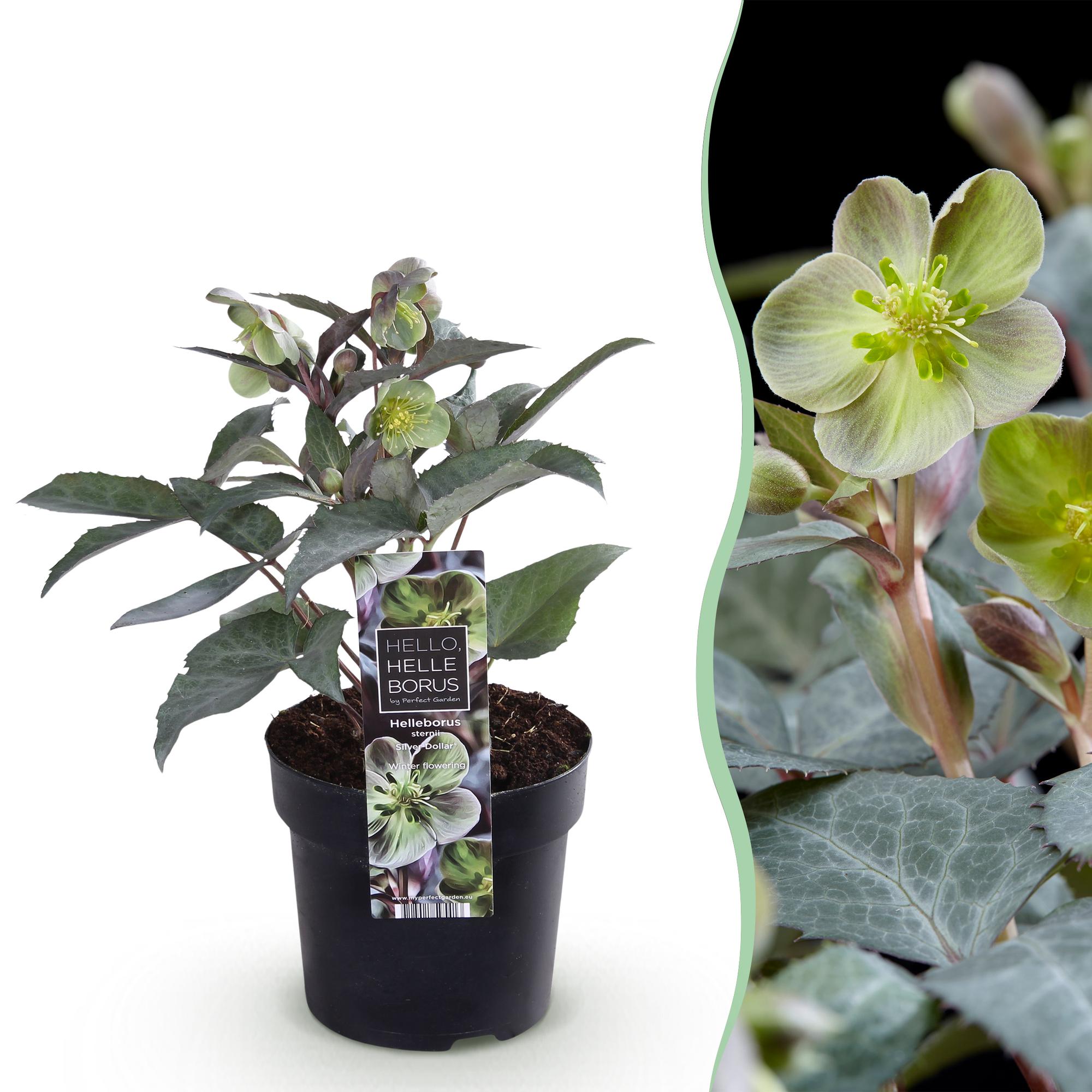 green-guardia-unsere-pflanzen-helleborus-silver-dollar-staude-1x-pflanze image 1